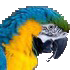 Macaw45